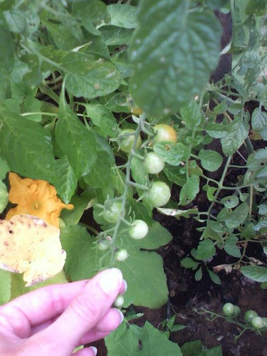 More tomatoes