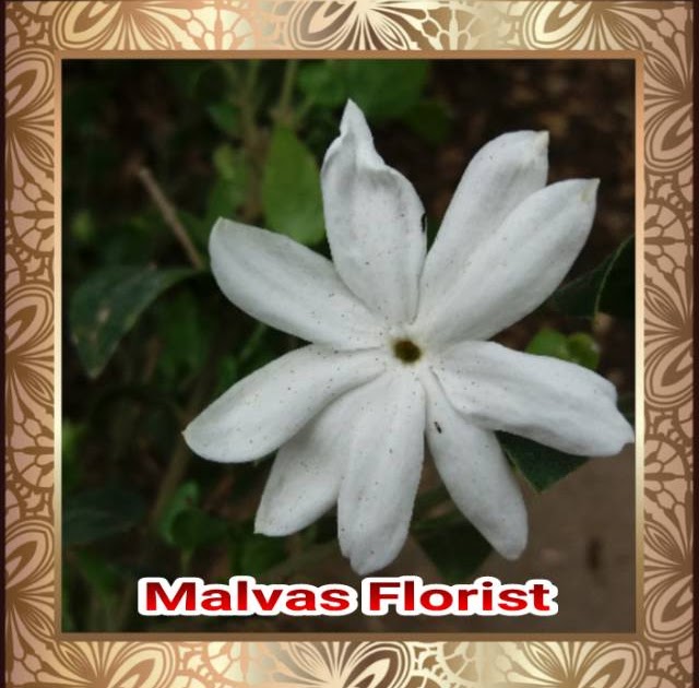 31 Bunga  Melati Dan  Nama  Latinnya  Gambar Bunga  Indah
