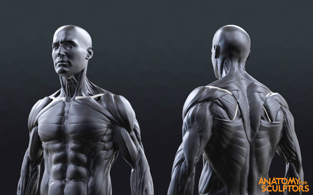 Ideas For 3d Anatomy Model For Artists