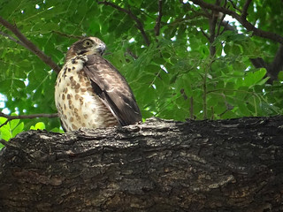 鳳頭蒼鷹/無限台南