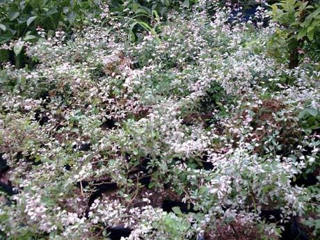 Gonia s Garden Shoppe  Plants For Landscaping