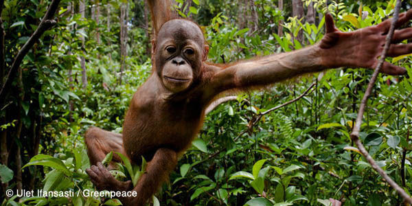 Stop palm oil fuelled deforestation in Indonesia