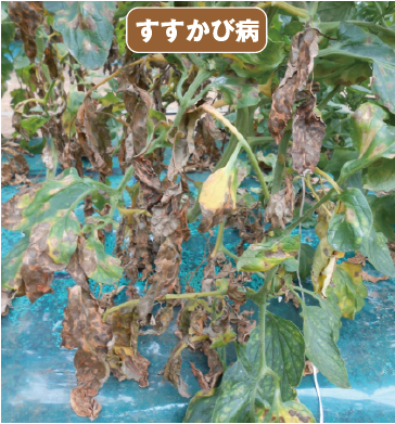 最高の画像 ラブリー ミニ トマト 葉っぱ 枯れる
