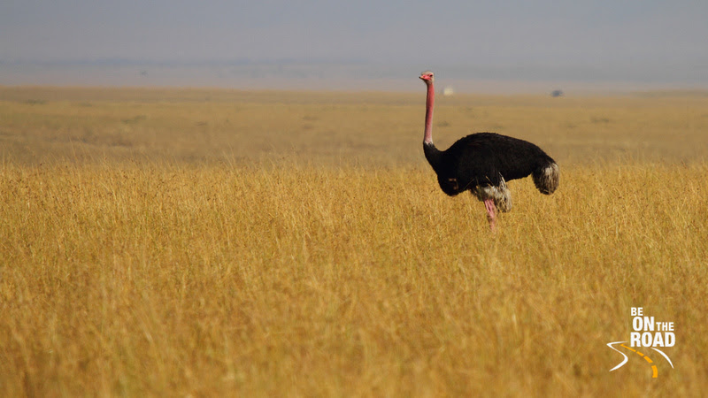 Maasai Ostrich (Male) against the Mara grasslands