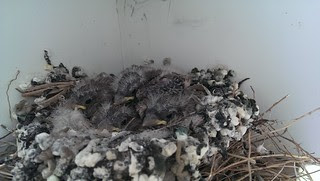 Four birds in the nest on the porch