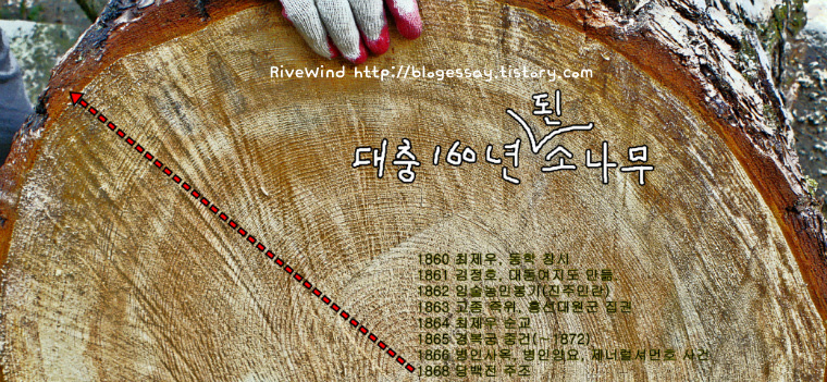 오래된 소나무의 나이테