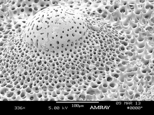Shell-4