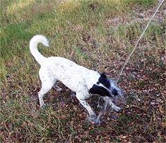 dog