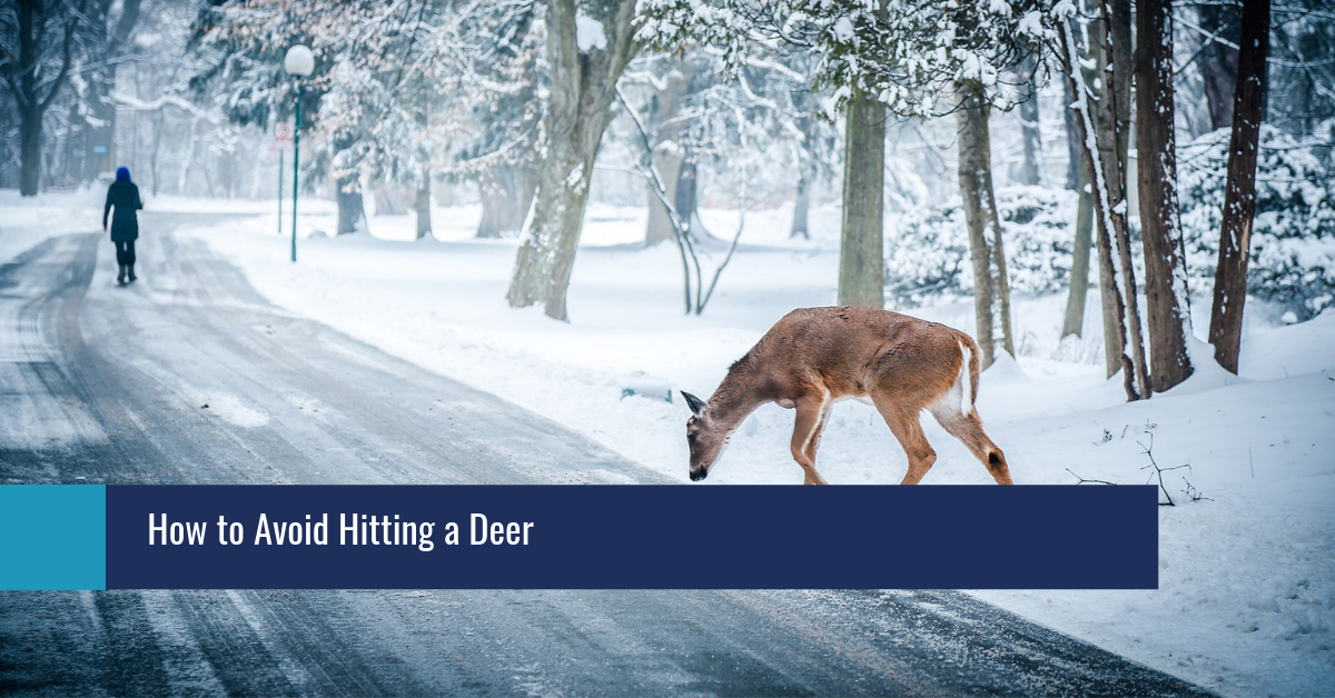 Is Hitting A Deer Covered By Insurance Will Hitting A