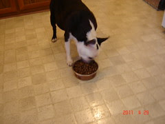 Holly enjoying her Nutrish