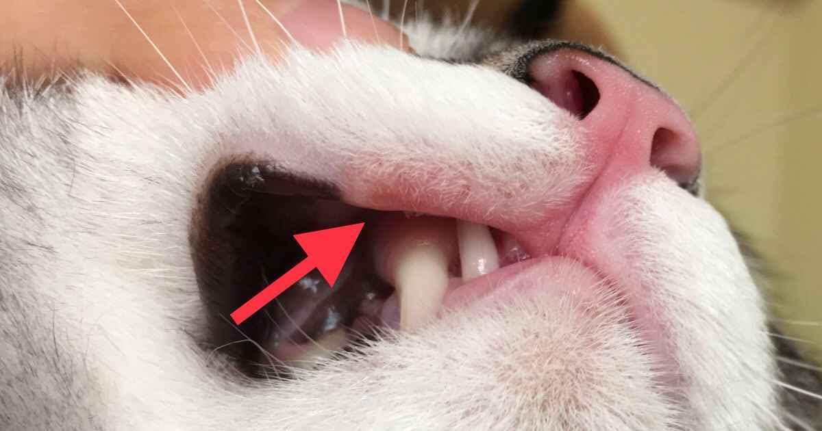 Mouth Ulcers In Cats With Kidney Disease Captions Hunter