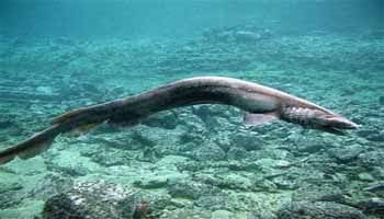 7 Ikan Hiu Teraneh Dan Unik di Dunia ON THE SPOT 7 7 Ikan Hiu Teraneh Dan Unik di Dunia ON THE SPOT 7