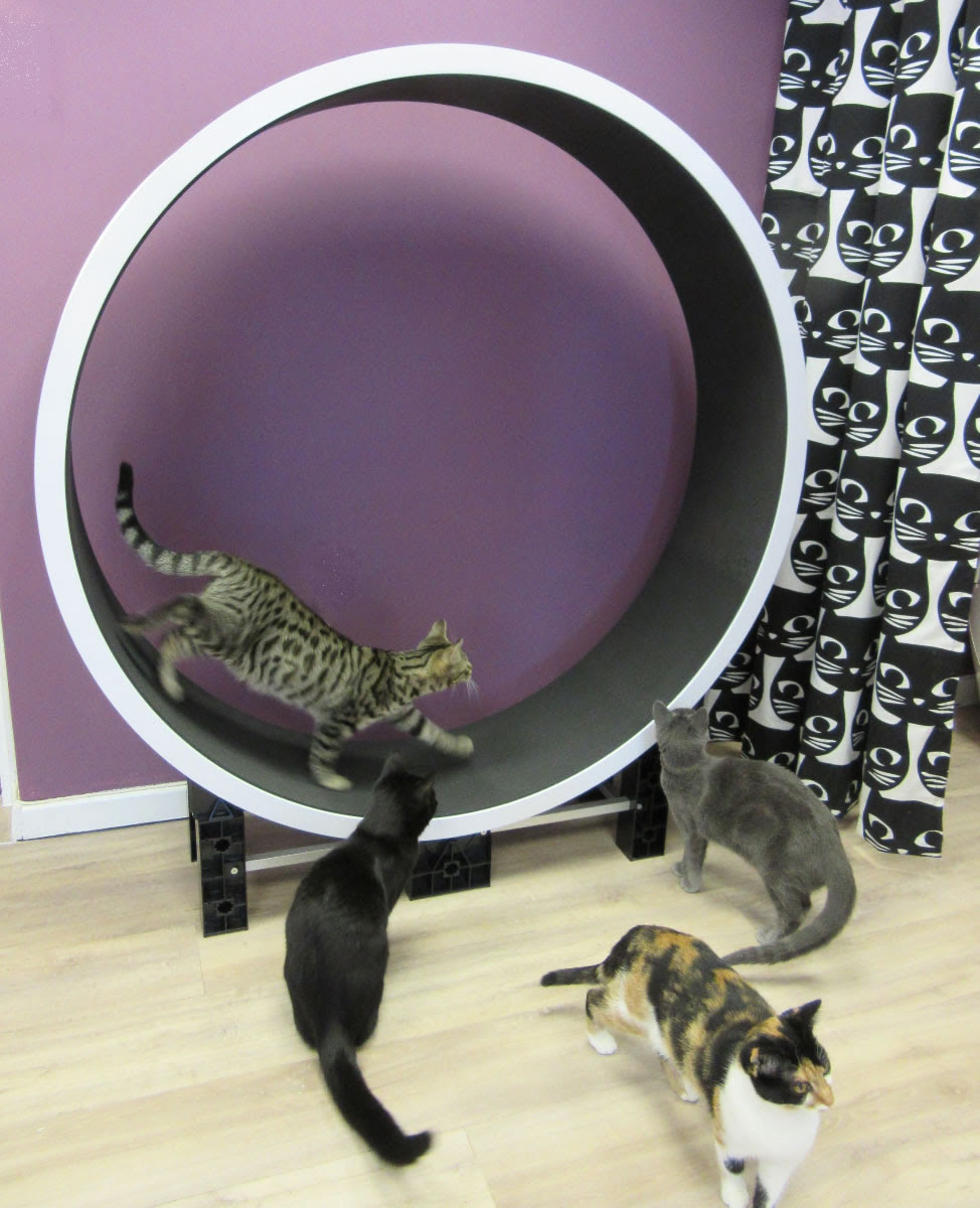 Ziggydoo Cat Wheel Boutique