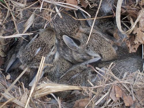 Wabbits
