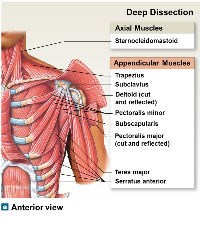 Anterior Muscles Of Torso - Torso Muscles Anterior View Diagram Quizlet