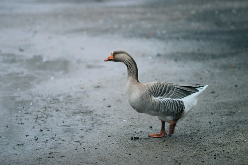 Shy Goose
