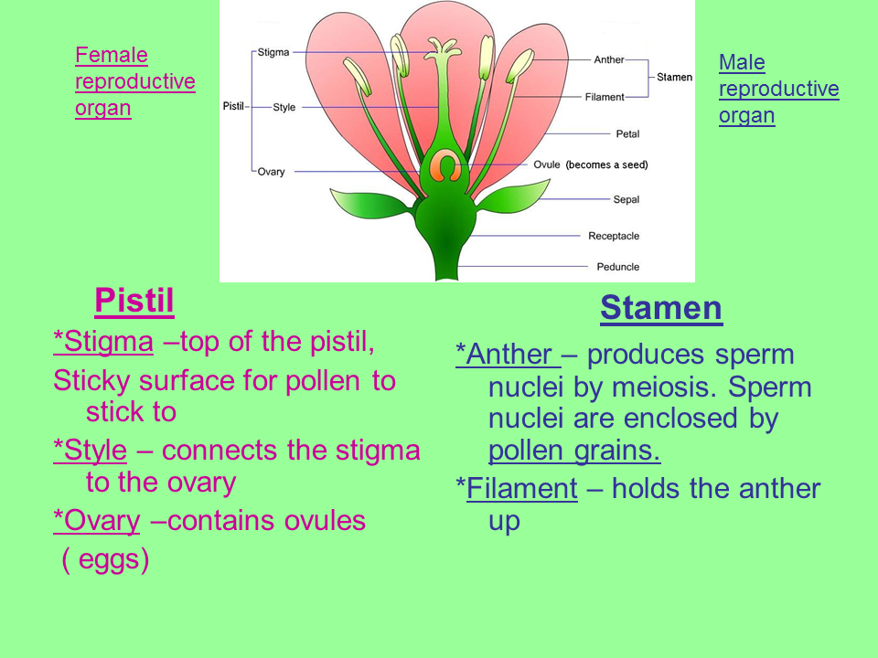 Male And Female Flower Parts / 7. 12. Reproduction in plants Part 1