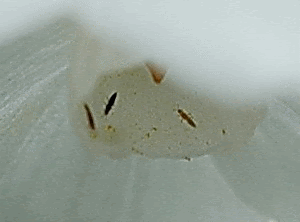 75 白い 小さい 虫 細長い すべての美しい花の画像
