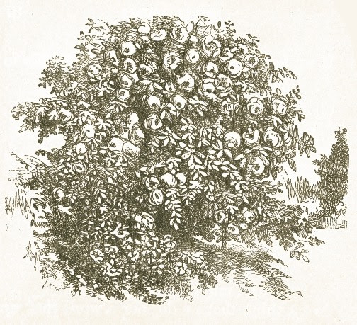How To Draw A Bush Of Flowers