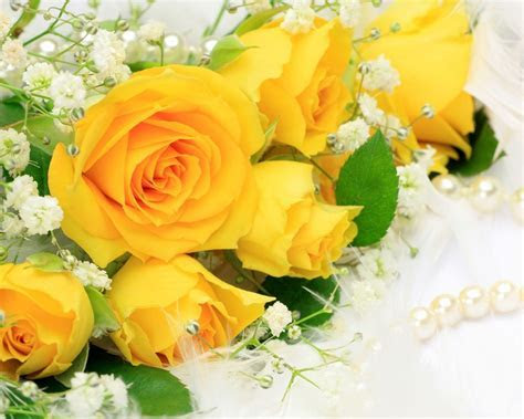 Yellow Roses Wallpapers Wallpaper Cave Yellow Roses Wallpapers Wallpaper Cave