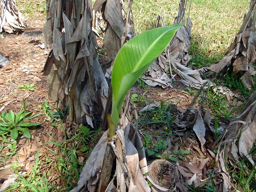 Banana Leaves