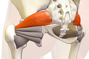 Your Piriformis Muscle