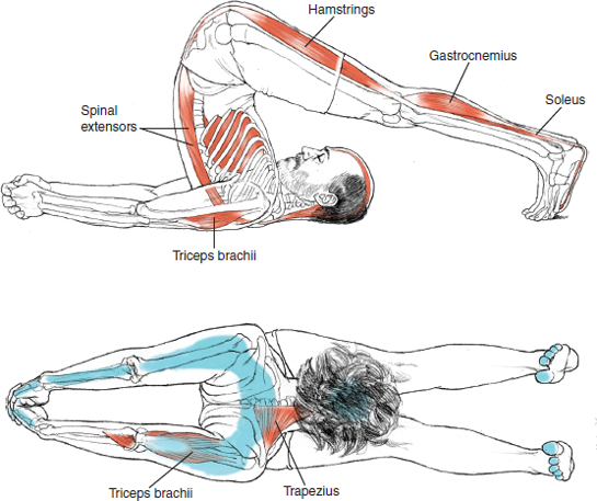 Halasana
Plow Pose
© Leslie Kaminoff’s Yoga Anatomy
B E N E F I T S
— Stretches all muscles and ligament in your calves and thighs, resulting in greater leg flexibility
— Therapeutic for leg cramps
— Stimulates your thyroid, parathyroid, throat, lungs and abdominal organs
— Helps relieve gas and upper/lower back pain or discomfort
— Promotes good digestion
— Stretches your shoulders and spine
— Therapeutic for menopause, infertility, insomnia, headache and sinusitis
— Relieves stress and fatigue
❤ Yoga Inspiration
Buy this book here http://amzn.to/1ctMdtp
Follow Yoga Inspiration on Facebook and Instagram