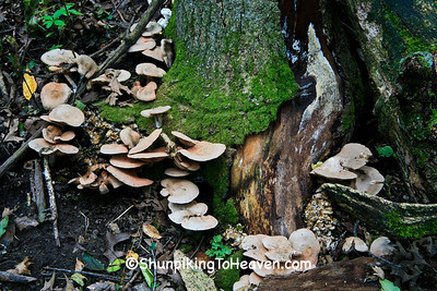 Autumn Mushrooms, Dane County, Wisconsin