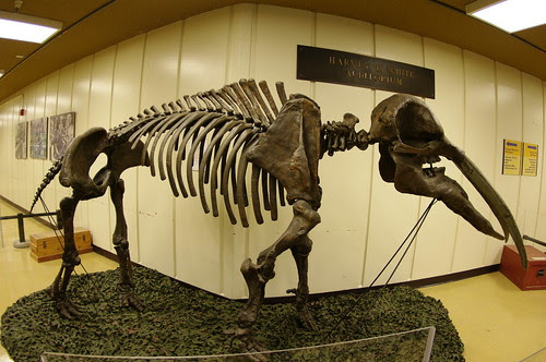 Pentax 10-17mm f/3.5-4.5 fish-eye In Museum