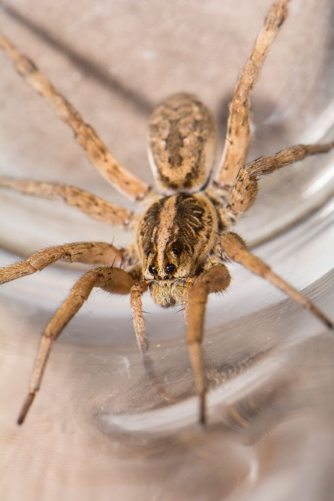 Az Wolf Spider ~ Wolf Spider