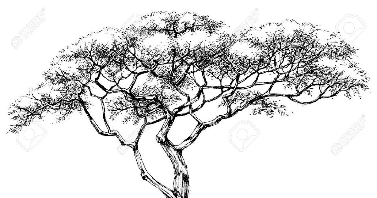 art: Jungle Tree Clipart Black And White