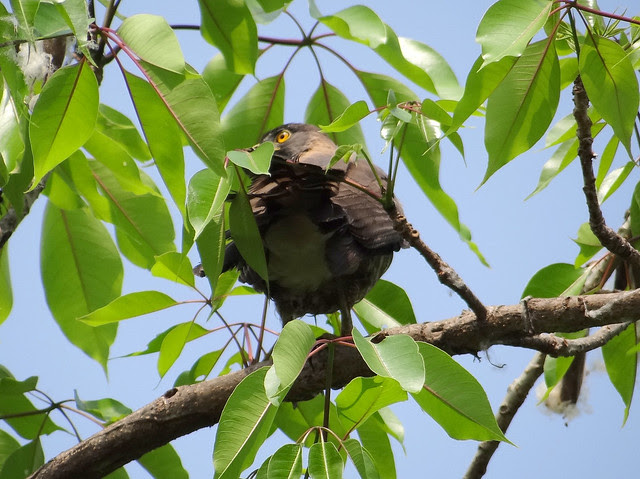 鳳頭蒼鷹/無限台南
