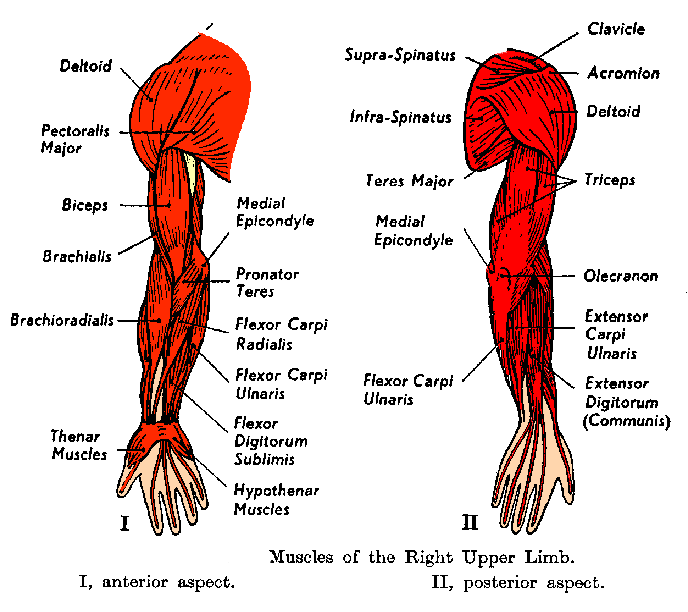 Human Body Muscles Names ~ Muscles Quiz - ProProfs Quiz - mytipepi