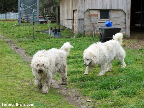 Sheep heading out to eat breakfast (5) - two livestock guard dogs are better than one - FarmgirlFare.com