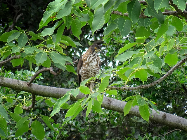 鳳頭蒼鷹/無限台南