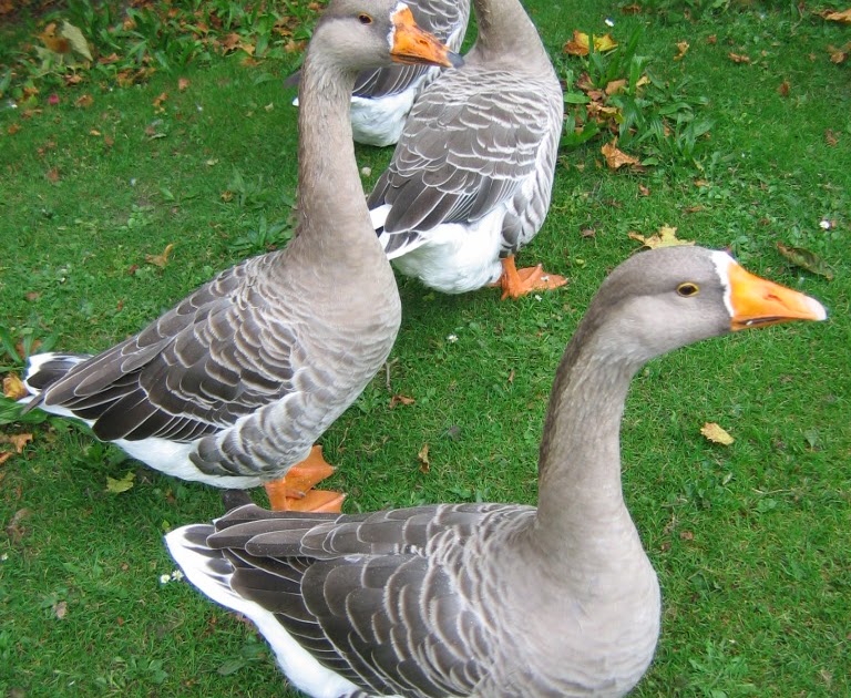 montessori-messy-french-for-toddlers-the-mean-and-noisy-geese