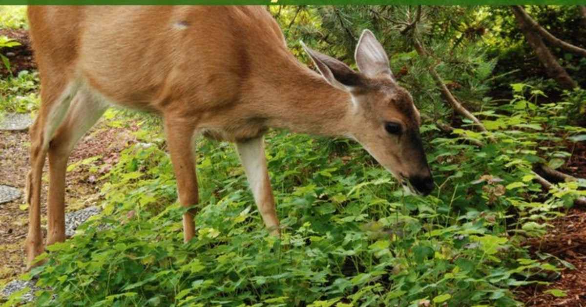 Natural Deer Repellent For Fruit Trees | Fruit Trees