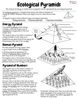 26 Ecological Pyramid Worksheet Answer Key - Worksheet ...