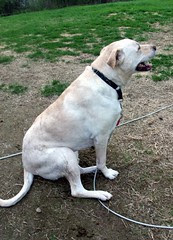 Zeus_dirtydog_43009