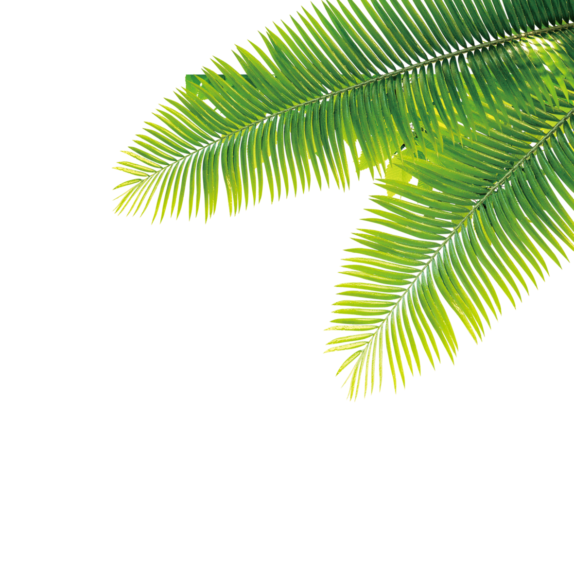 Thephoto: Clear Background Palm Tree Leaves Png
