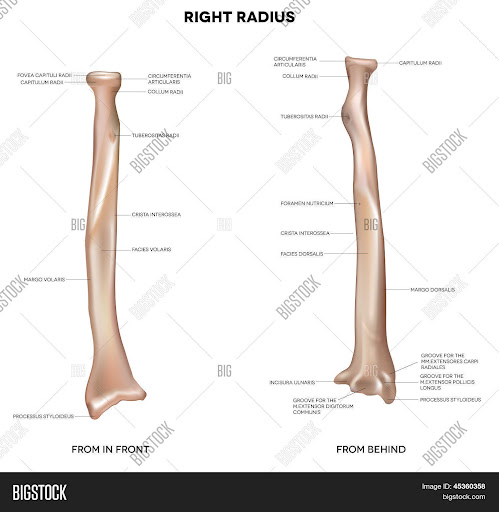 Labelled Radius Bone : Image result for elbow joint anatomy labelled