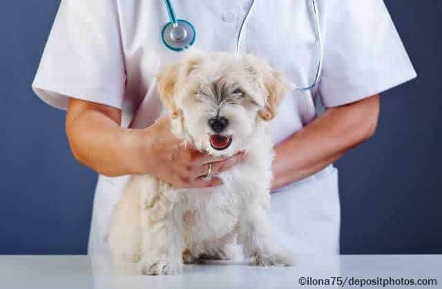 schmerzmittel_für_hunde_bei_arthrose — Der Hundeblog