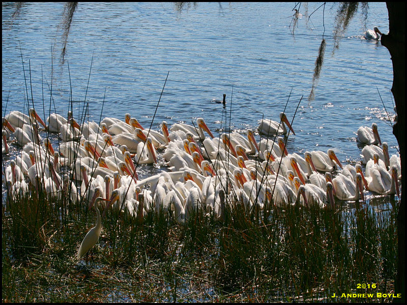 American White Pelican American White Pelican