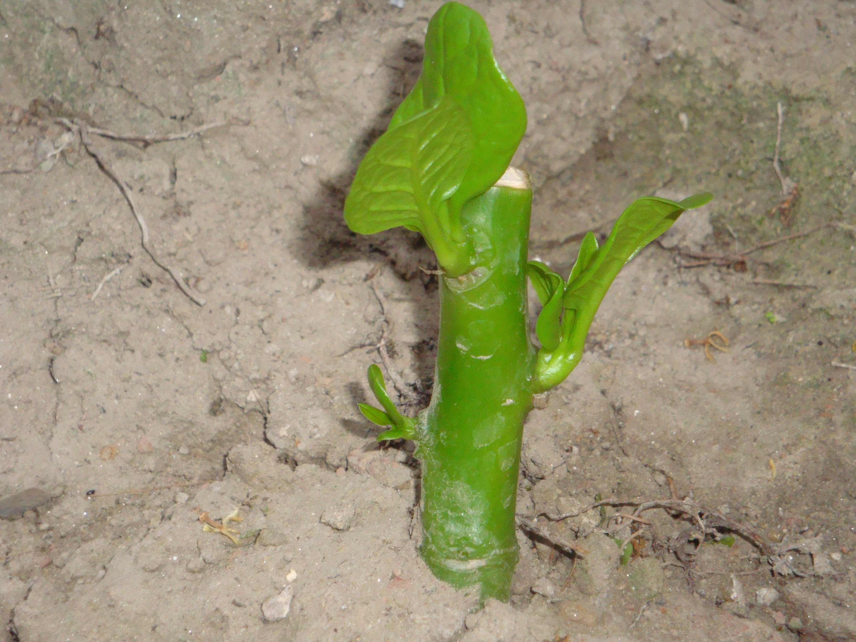 plants world Artificial Methods of Vegetative Reproduction