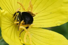 bumble in yellow