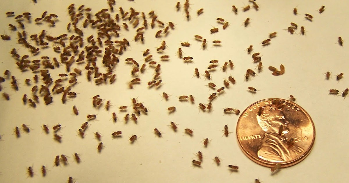gnats flies