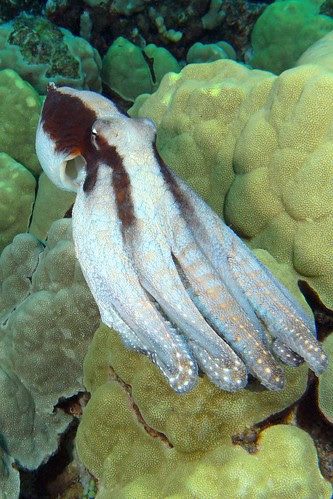 Ghost Octo