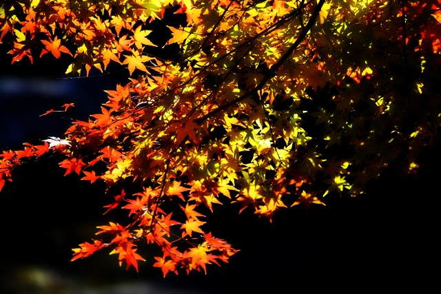 98 (640x427, 182Kb)