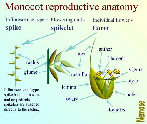 Life History Definition Ap Biology