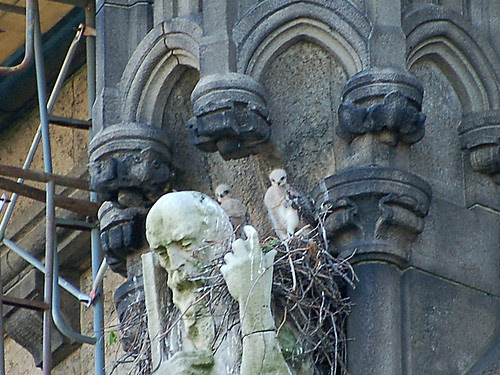 Cathedral Red-Tail Babies